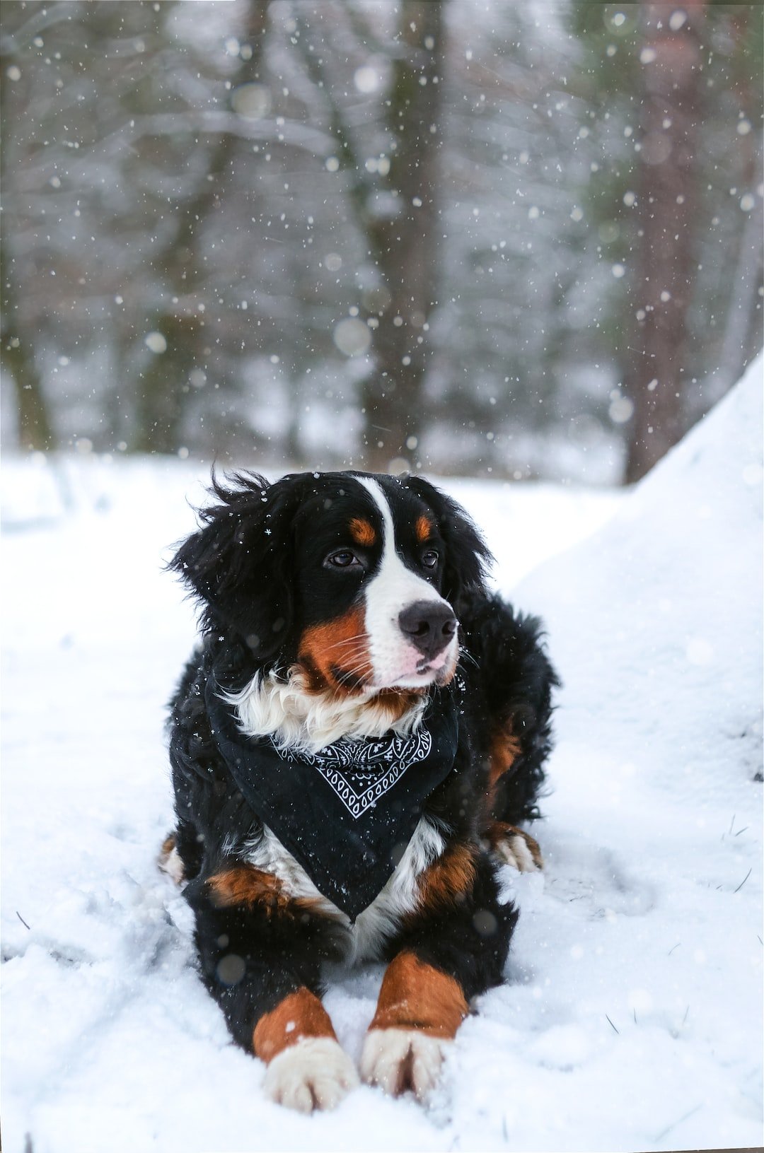 Bundle Up Your Furry Friend: Keeping Your Pet Warm in Winter - PETGS