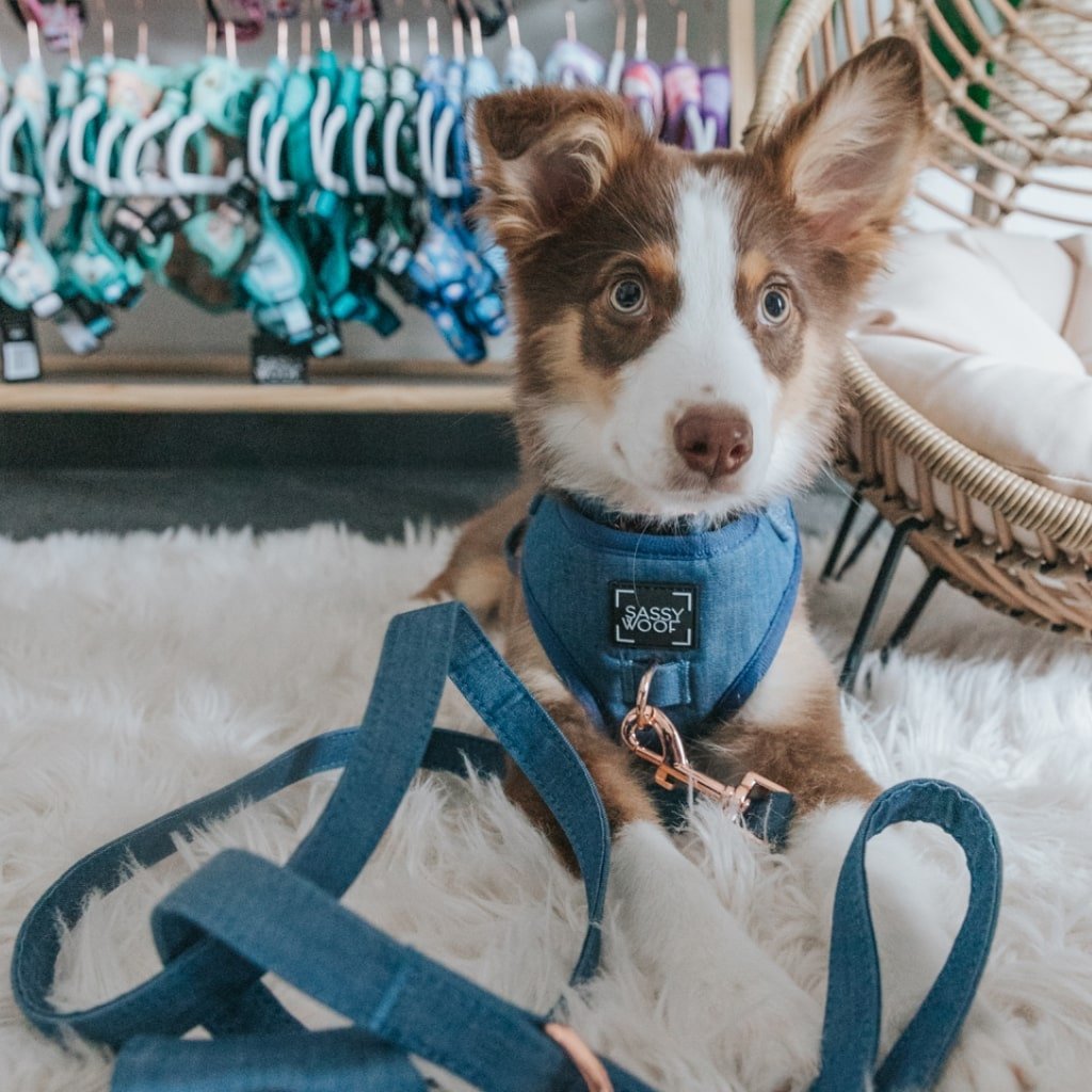 Denim' Dog Fabric Leash - Premium  from PETGS - Just $30.39! Shop now at PETGS