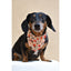 Fire Dog Bandana - Premium Pets from Scarlet Gaia - Just $14.29! Shop now at PETGS