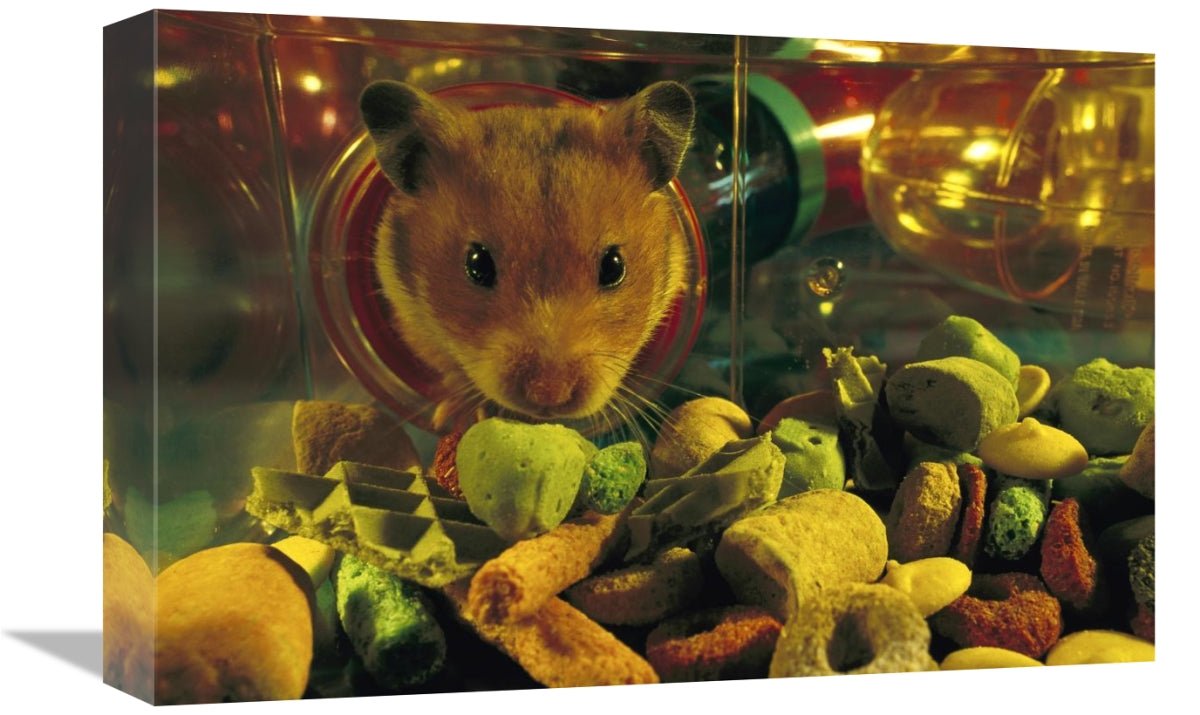 Global Gallery GCS-453380-1218-142 12 x 18 in. Golden Hamster Looking - Premium Home Decor from Rose Chloe - Just $44.62! Shop now at PETGS
