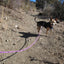 Heavy Duty Rope Dog Leash, 3/4/5/6/7/8/10/12/15 FT Nylon Pet Training Leash, Soft Padded Handle Thick Lead Leash for Large Medium Dogs (1/2" 6', Purple) - PETGS