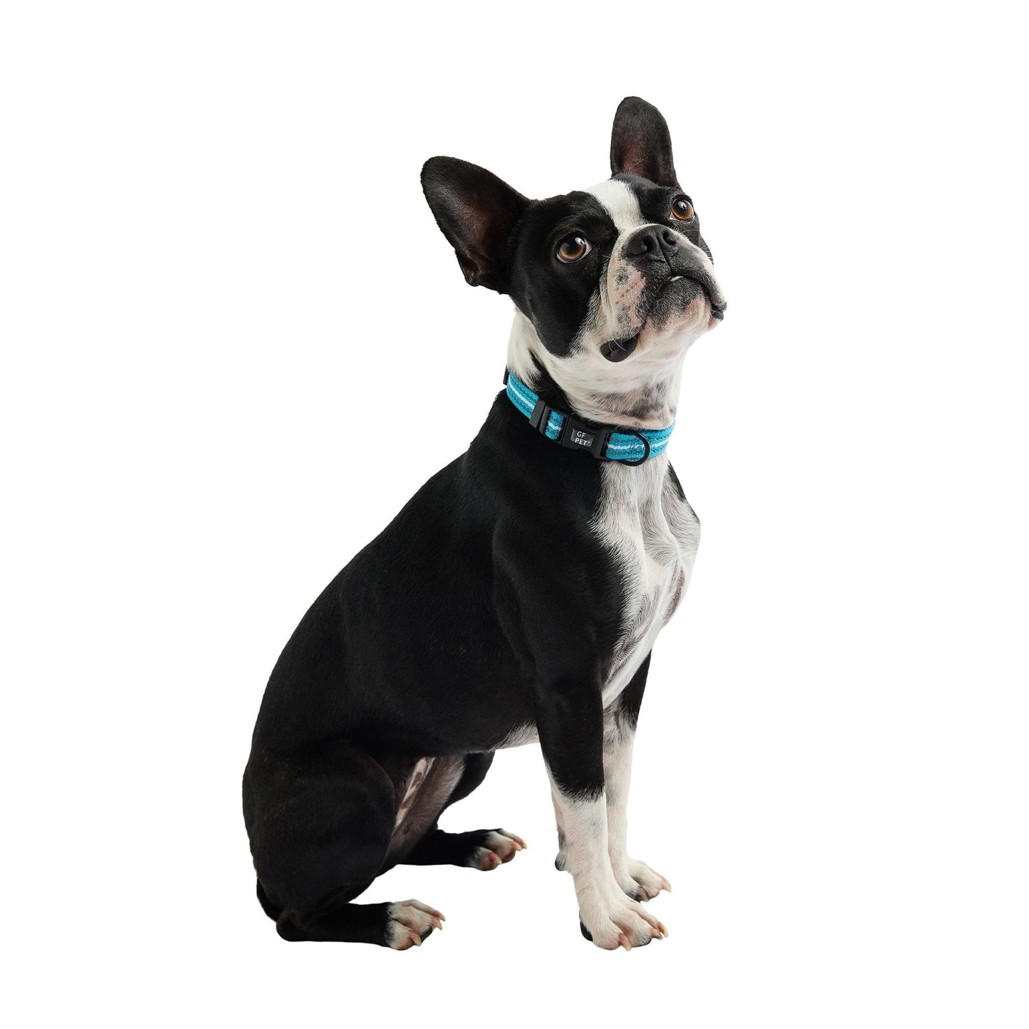 Reflective Collar - Neon Blue - Premium Leashes, Collars & Petwear from Beige Antigone - Just $13.62! Shop now at PETGS