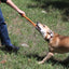 Tug O' War Toy - Premium  from PETGS - Just $24.99! Shop now at PETGS